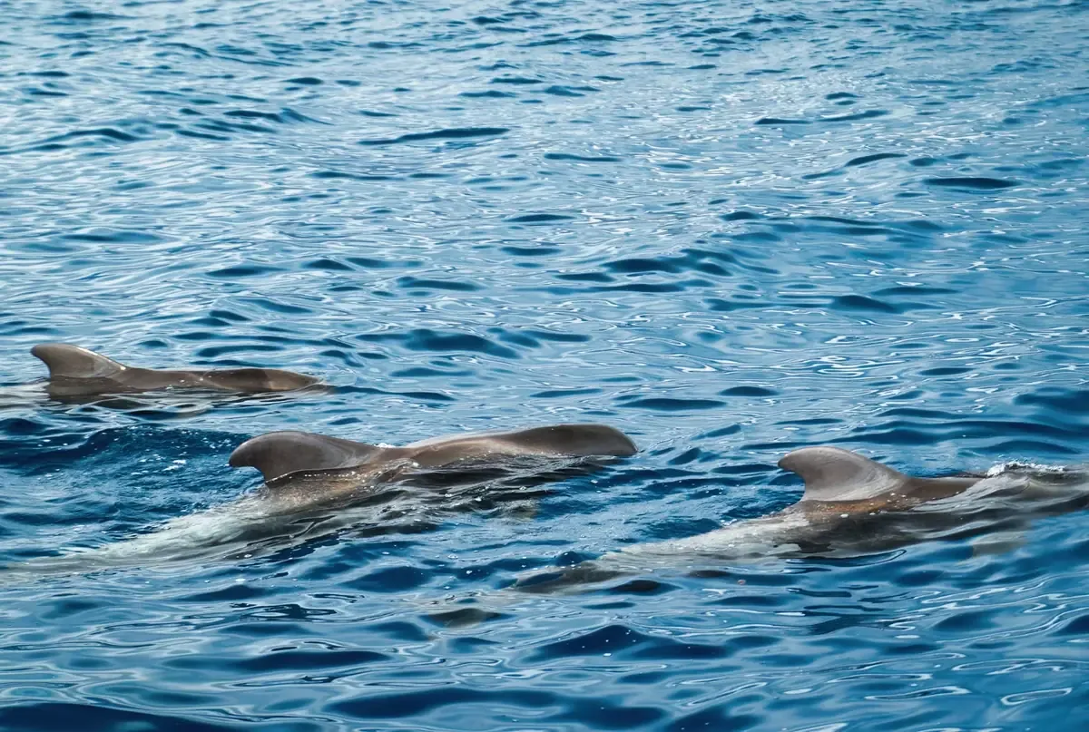 La normativa sobre el traslado de delfines en Dolphin Discovery será clave para su futuro bienestar.