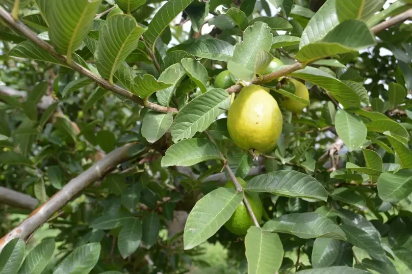Productores de guayaba en Calvillo enfrentan retos ante competencia de Michoacán.