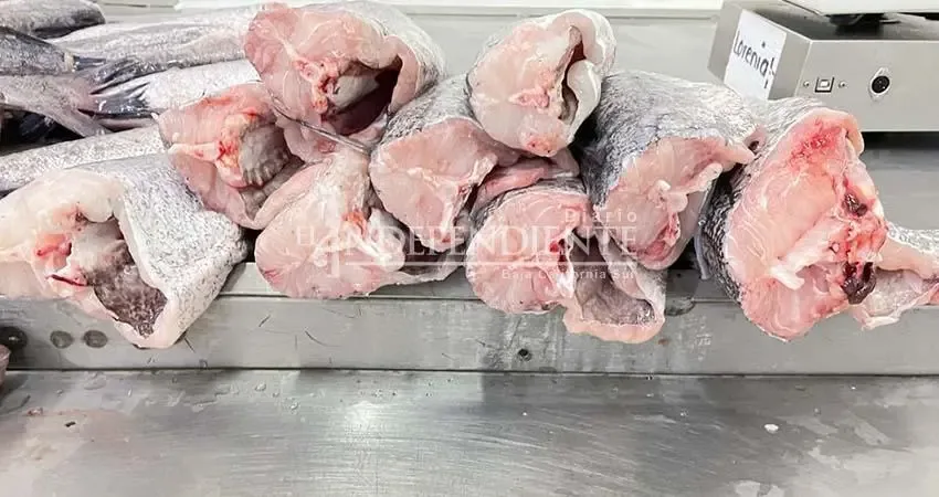Productores de merluza en el Alto Golfo exigen regulación para su pesca sostenible.