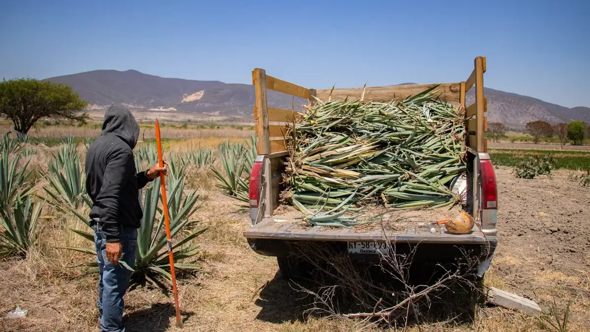 Los productores de mezcal de Madero activan medidas para frenar la sobreproducción y asegurar la sustentabilidad del sector.