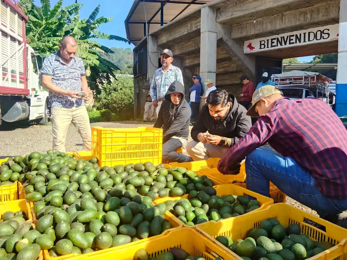 La situación de los aguacateros refleja la crisis en la cadena de producción ante políticas de regulación laboral.