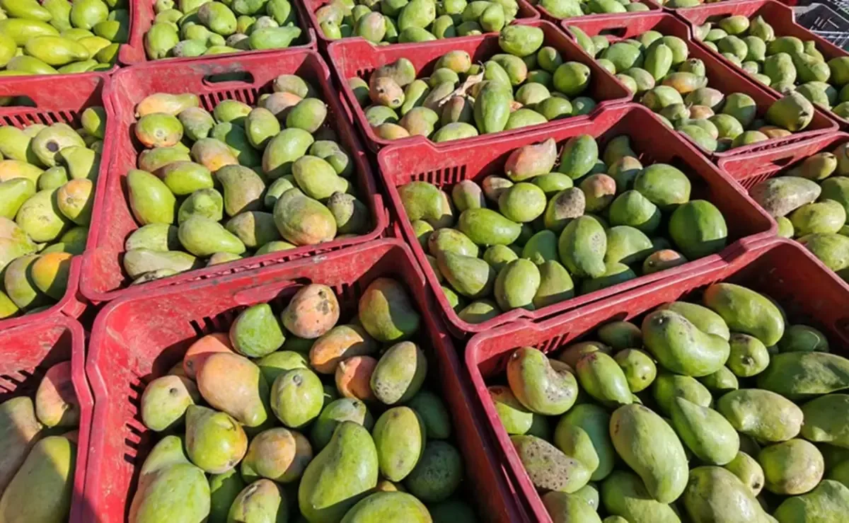 Productores enfrentan bajas en precios y condiciones inseguras en el Istmo.
