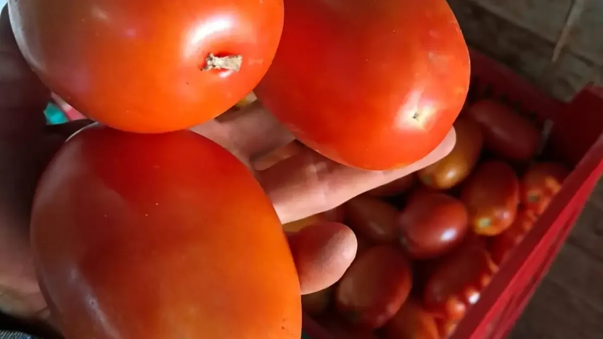 Productores ofrecen tomates y otros productos frescos en la feria, facilitando venta directa y precios justos.
