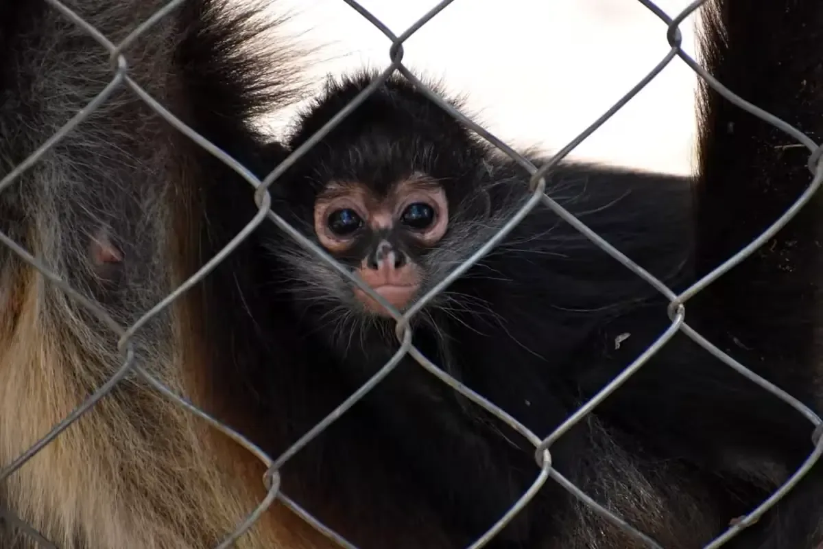 La campaña “Los monos no son mascotas” busca frenar la compra y tenencia de primates en el estado.