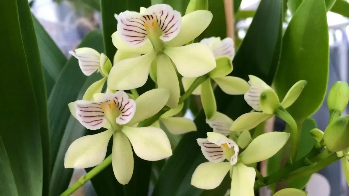 La Profepa intensifica esfuerzos para combatir la venta ilegal de orquídeas en Puebla.