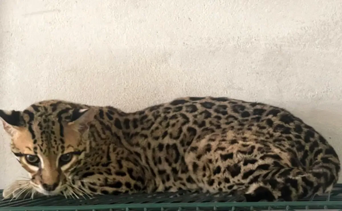 La Profepa identifica 90 especies en riesgo tras rescate en un rancho de Tamaulipas.