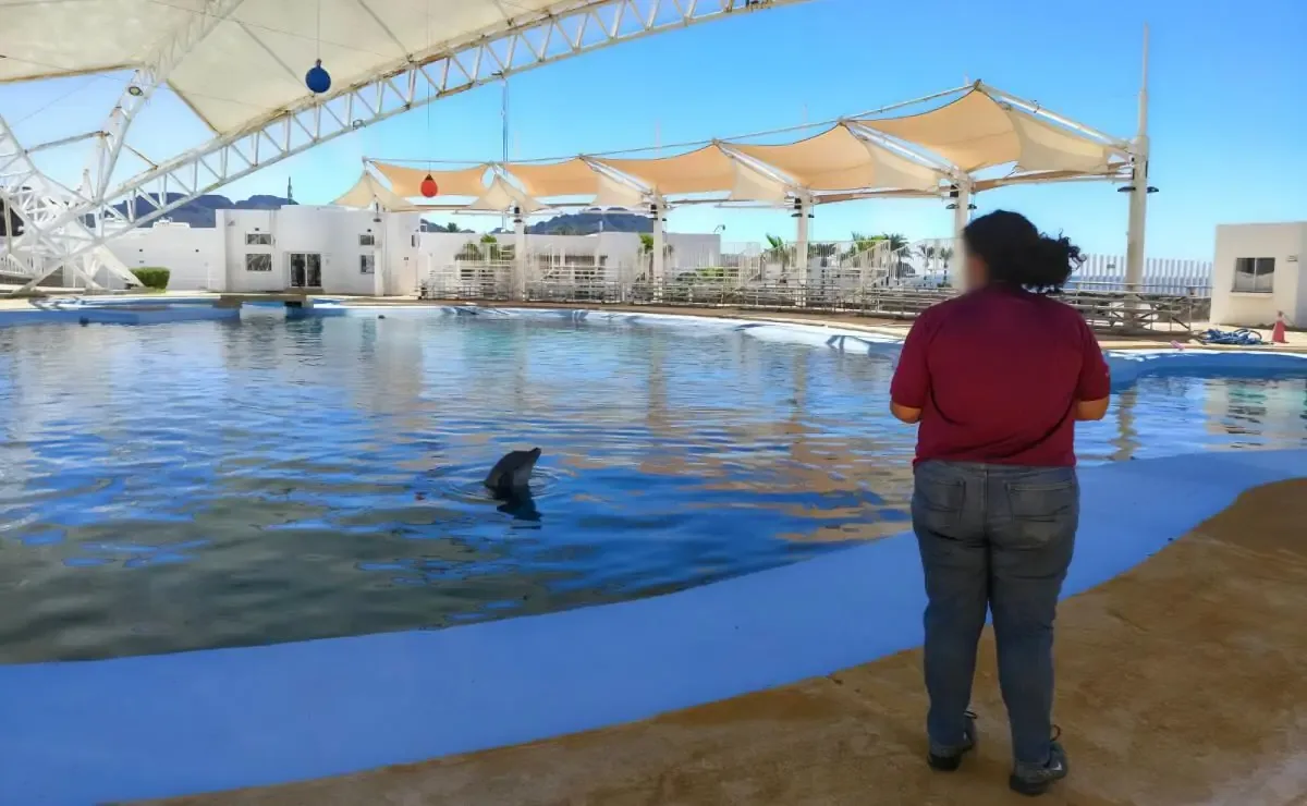 La muerte del delfín "Moana" genera inquietud sobre el manejo en el Delfinario Sonora.