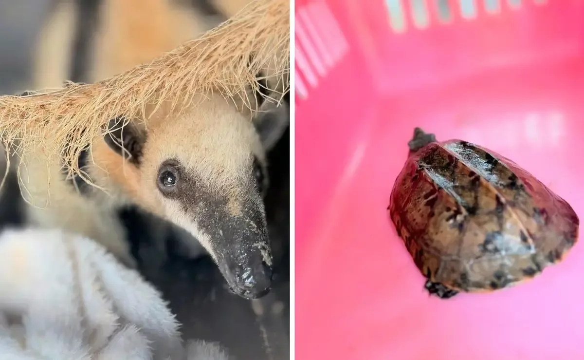 La Profepa reintrodujo a cuatro ejemplares de especies en peligro de extinción en su hábitat natural.