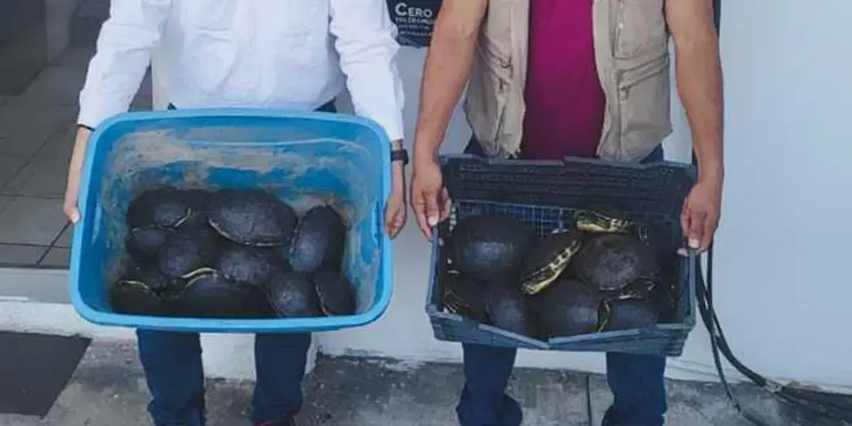 La Profepa actúa contra el tráfico ilegal de especies protegidas en un reciente operativo.