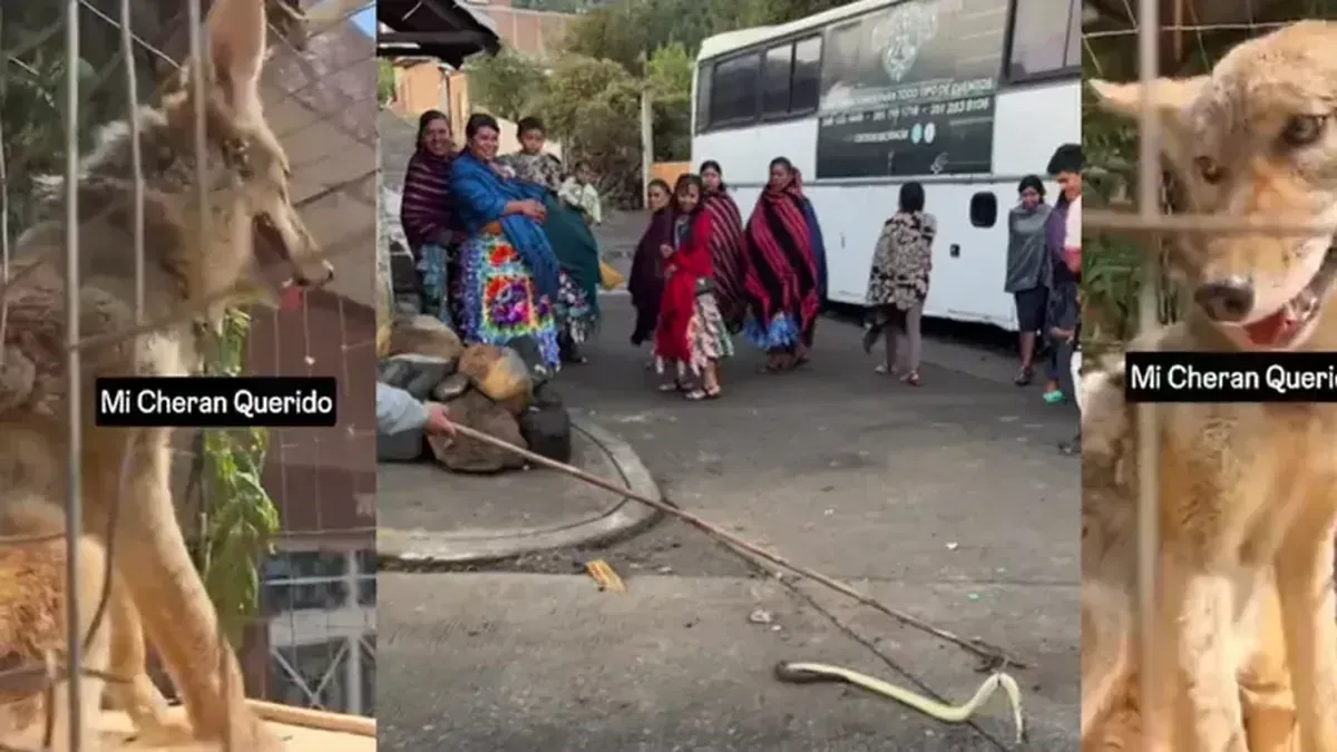 La Profepa reforzará la protección de la biodiversidad en Cherán tras la celebración cultural.