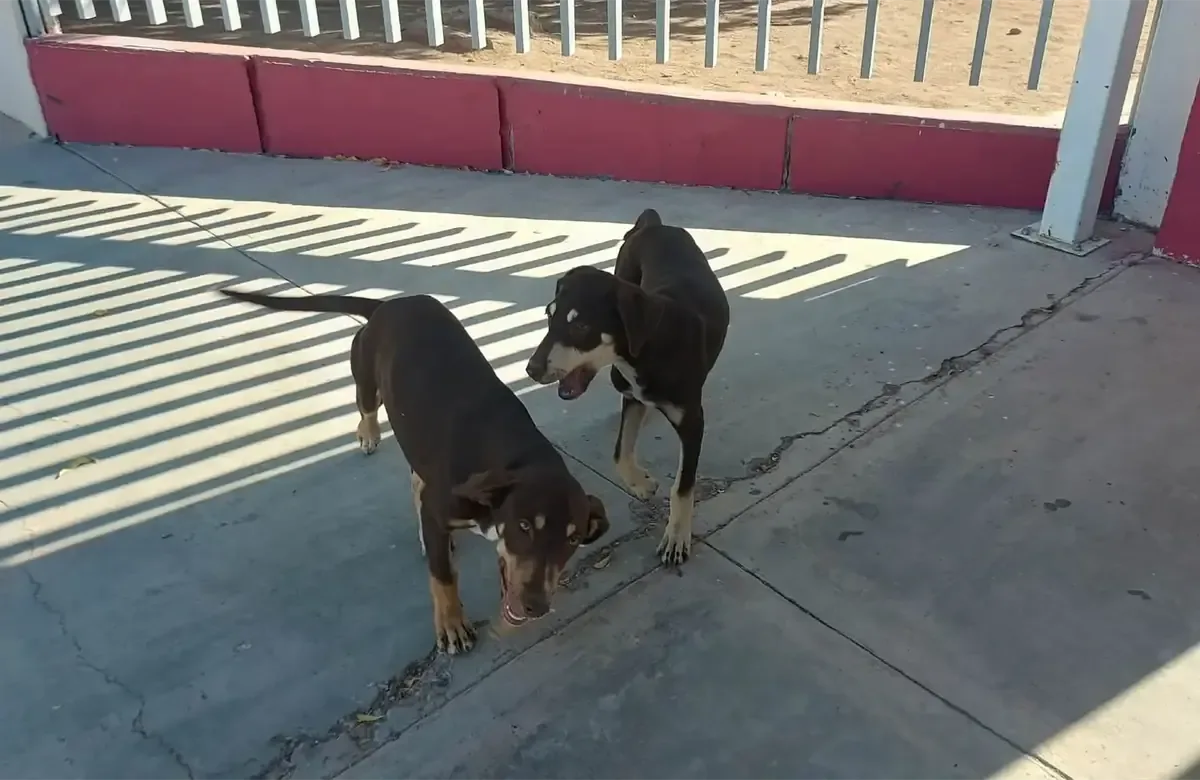 La asociación Milagro Canino apoya iniciativa del Ayuntamiento para combatir la sobrepoblación de perros.