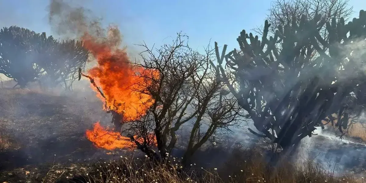 Los planes de CONAFOR buscan fortalecer la gestión forestal en la región.