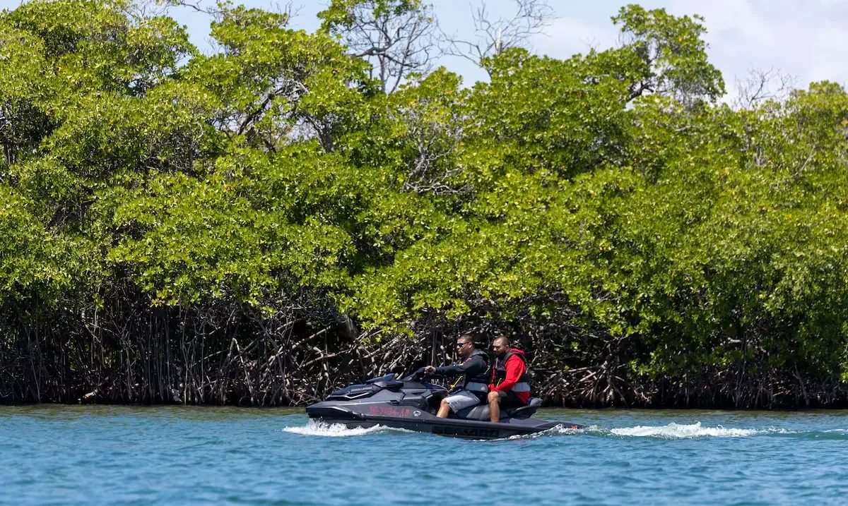 La medida del DRNA enfrenta el riesgo de mortalidad del manatí antillano en Puerto Rico.