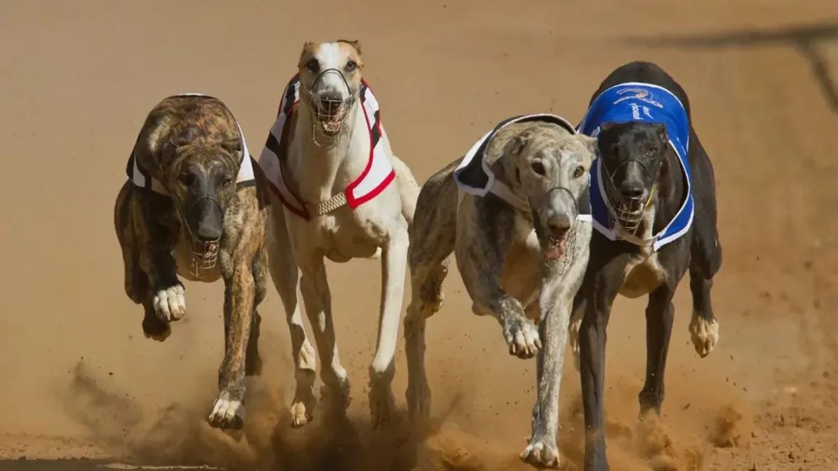 La nueva legislación busca evitar el maltrato animal y regular actividades relacionadas.