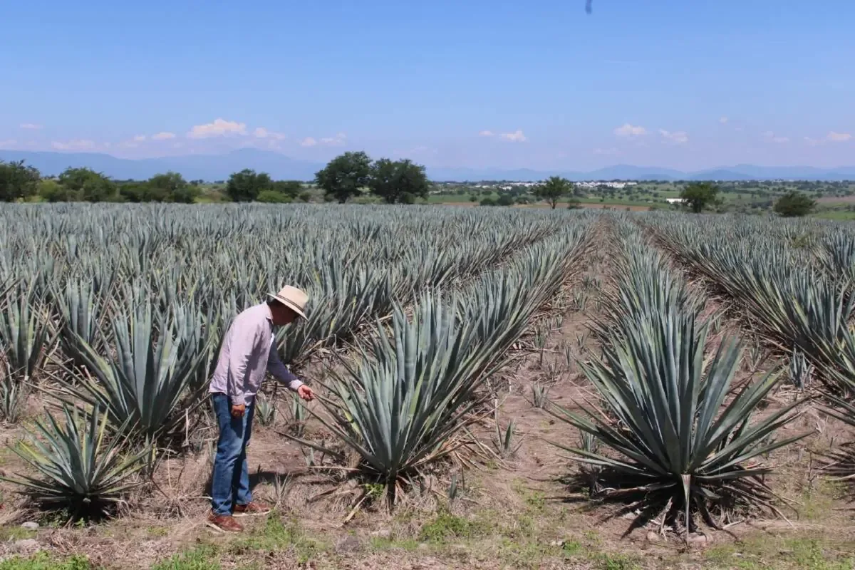 Productores buscan dar a conocer el mezcal morelense y su autenticidad mediante recorridos en el sur del estado.