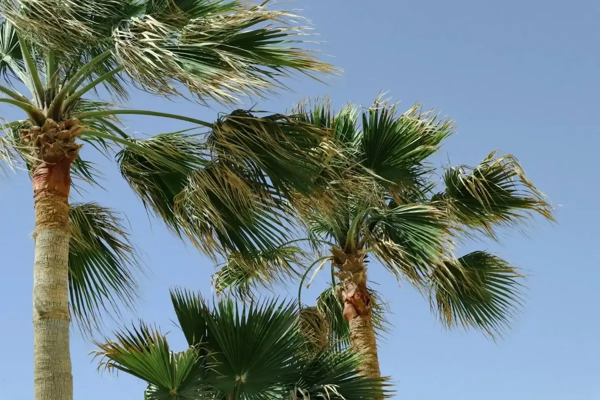 Protección Civil de Baja California emite alerta por fuertes vientos que pueden afectar la seguridad de la población.