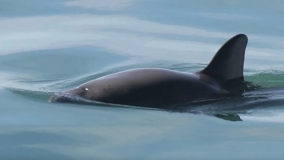 El nuevo acuerdo establece restricciones a la pesca para salvaguardar la población de vaquita marina en peligro de extinción.