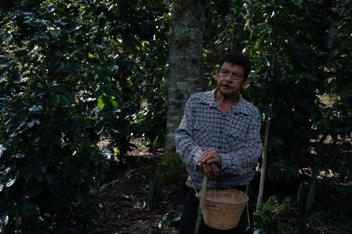 Puebla se consolida como líder cafetalero, pero enfrenta retos en las cadenas de suministro.
