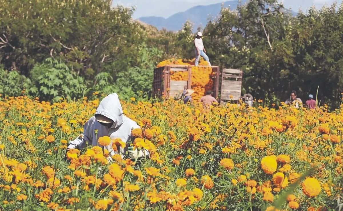 La temporada de cempasúchil inicia en Atlixco, sosteniendo tradiciones y economía local.