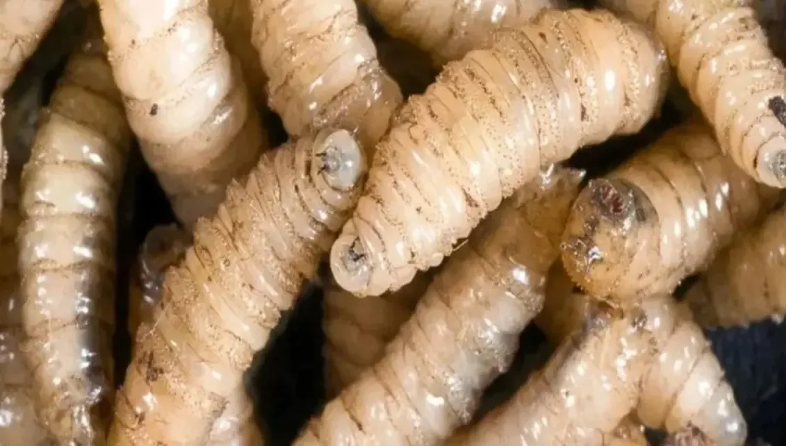 La plaga del gusano barrenador afecta severamente al ganado en Puebla y otros estados.