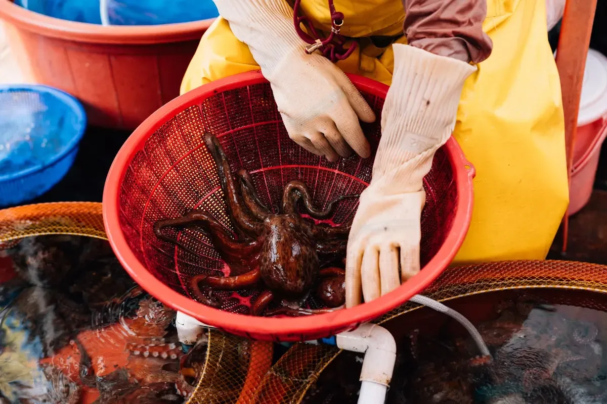 La apertura de nuevos mercados internacionales podría beneficiar a pescadores y plantas procesadoras yucatecas.