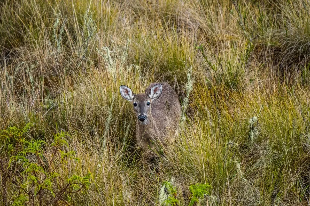 La caza furtiva afecta a especies como el puma y el venado cola blanca en la región.