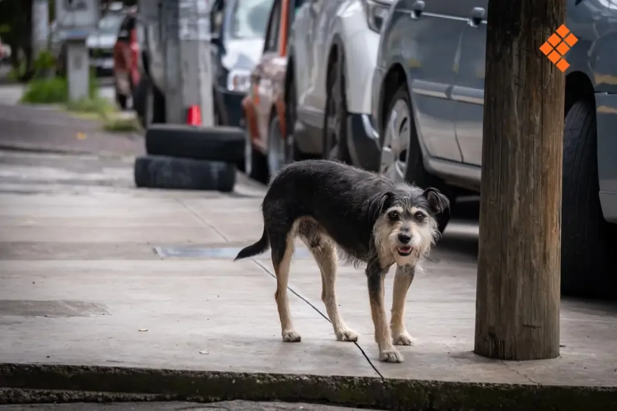 Importante iniciativa para el bienestar animal en Michoacán, que busca regular la atención a perros y gatos sin propietario.