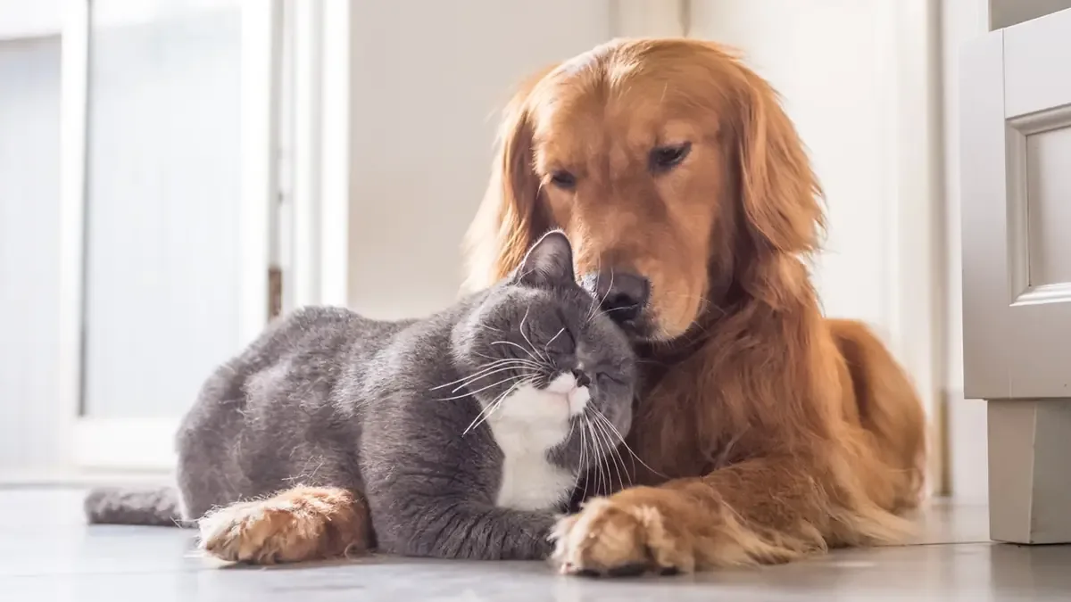 Comprender el lenguaje de perros y gatos ayuda a mejorar su bienestar.