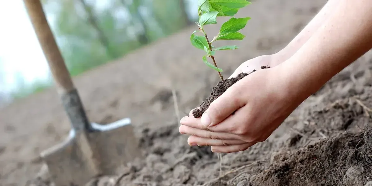 La reforestación en Querétaro busca reducir el impacto de las islas de calor urbanas.