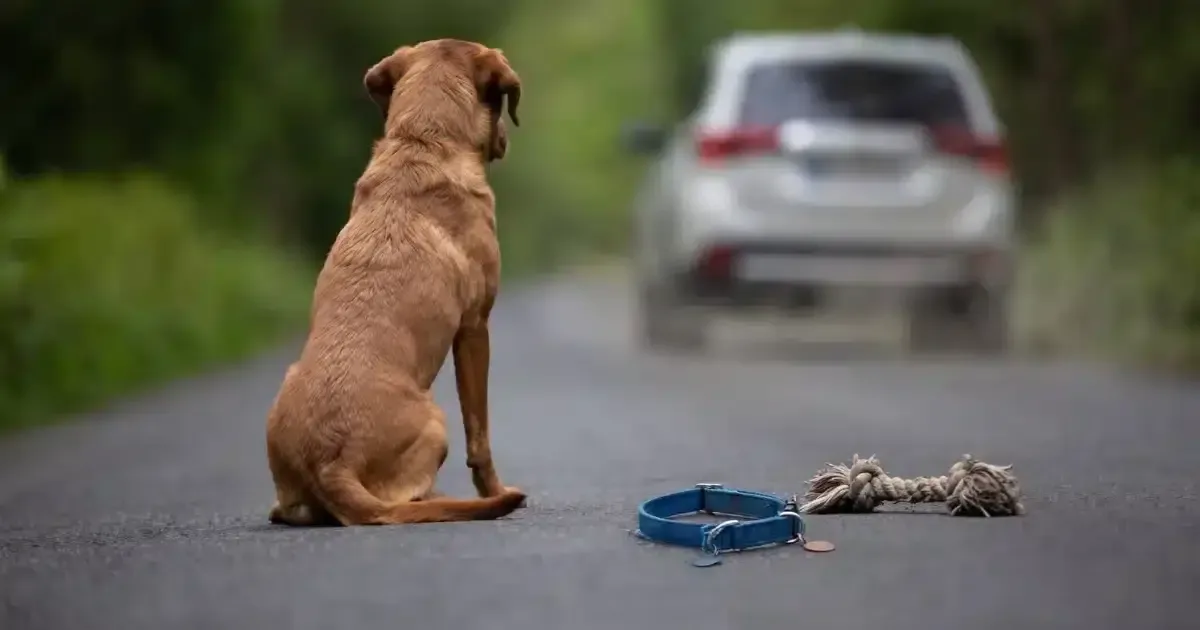 Las nuevas disposiciones promueven la tenencia responsable de mascotas y su atención en emergencias.