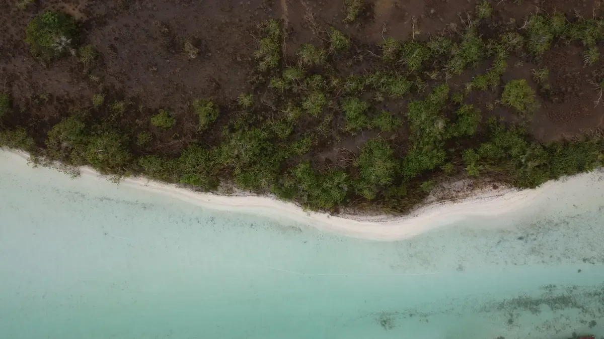 La iniciativa busca mitigar el impacto del sargazo en el Caribe mexicano y proteger el turismo.