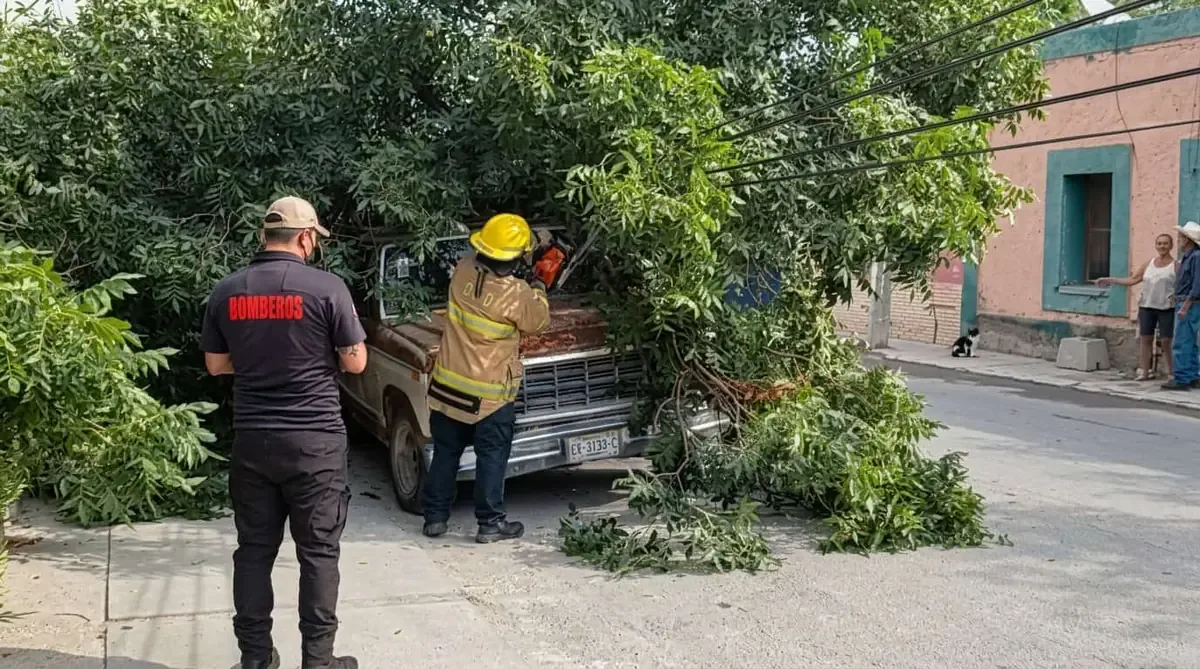 La caída de una gran rama de nogal sobre un vehículo genera preocupación por la seguridad en la zona.