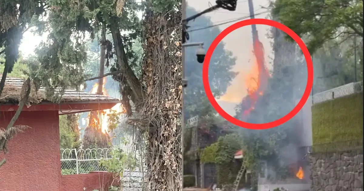 Un rayo impactó dos palmeras, generando alarma y evacuaciones en la zona.