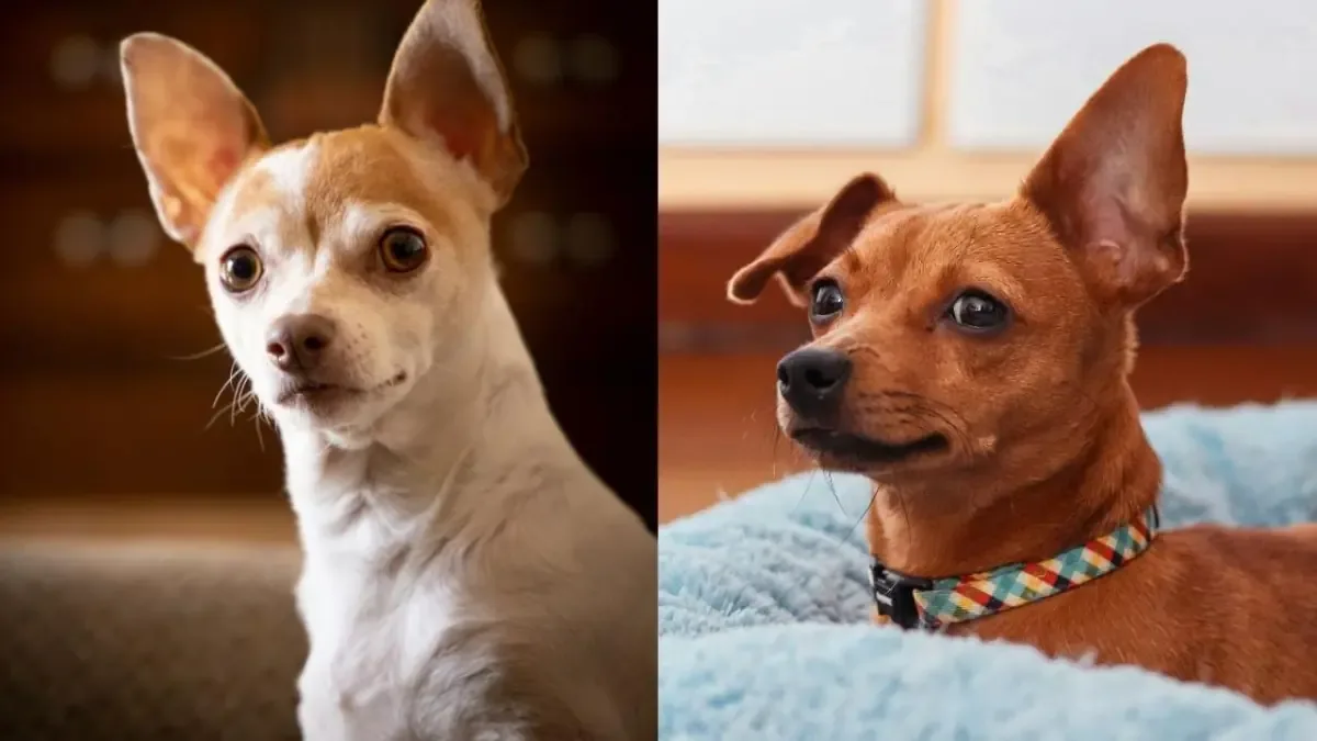 Conoce seis razas de perros pequeños con indomable fervor y confianza.