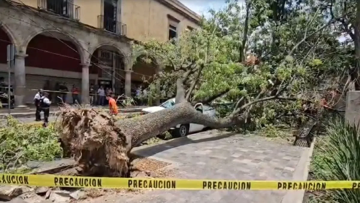 Un árbol cayó junto a la Rotonda de los Jaliscienses Ilustres, causando daños materiales en la zona.