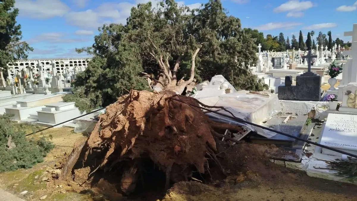 Árboles caídos y sepulturas dañadas mantienen cerrado el cementerio de San Fernando.