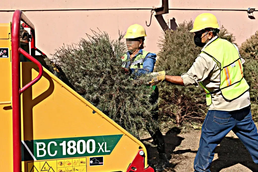 Árboles de Navidad reciclados en el Eco Parque de La Paz para el medio ambiente.