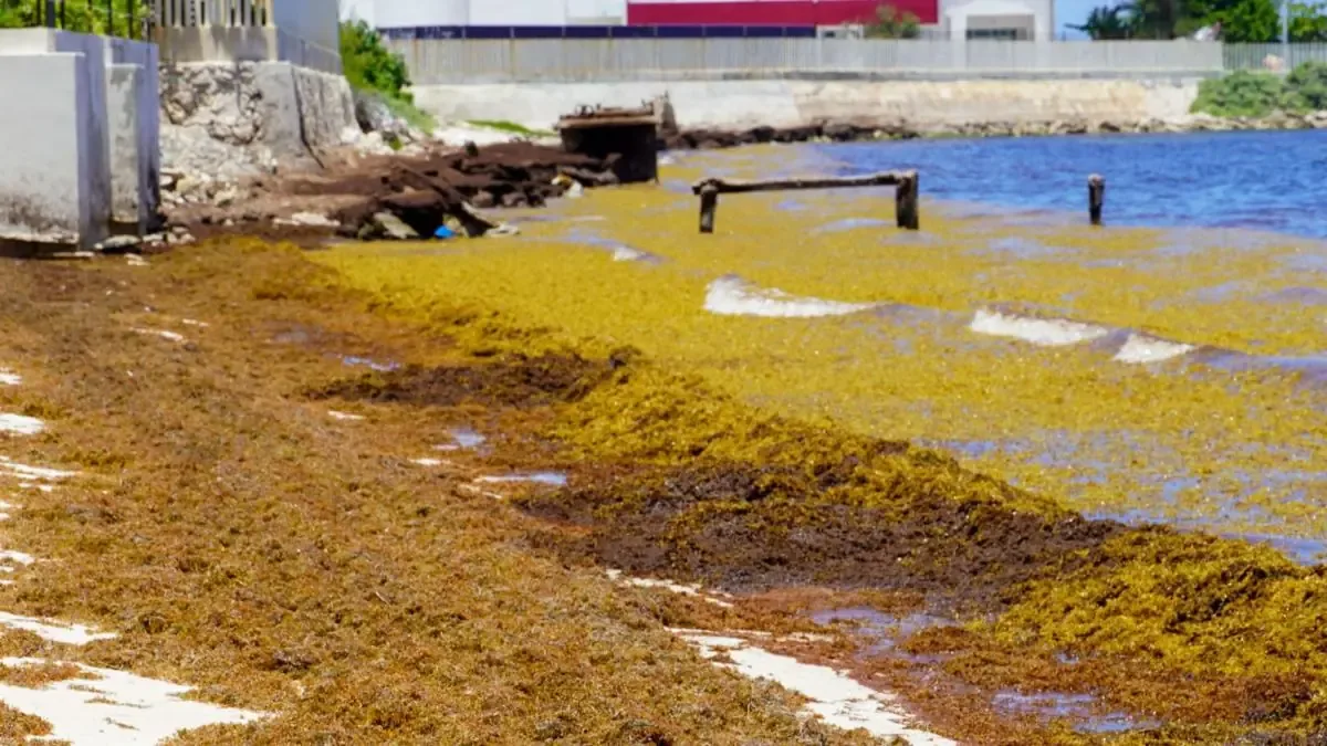 El arribo masivo de sargazo impacta la dinámica turística y ambiental de Quintana Roo.