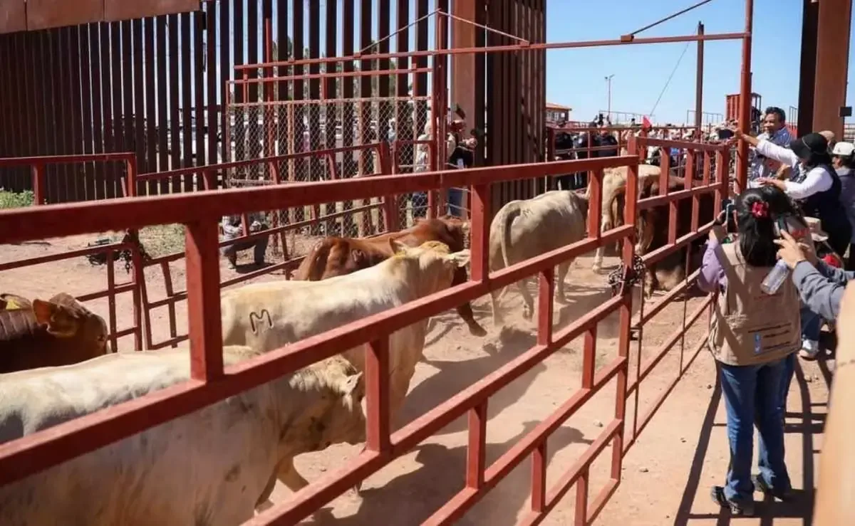 La reactivación se da en medio de un brote de gusano barrenador en Sonora.