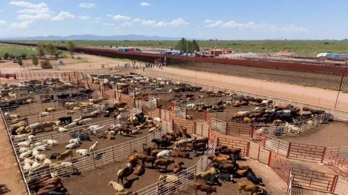 La reactivación de las exportaciones permitirá fortalecer el sector ganadero en Sonora.