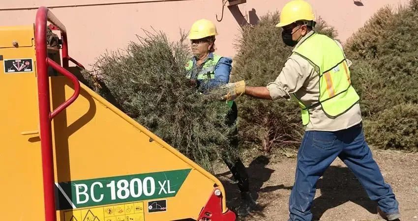 Reciclaje de árboles de Navidad en el Eco Parque de La Paz.