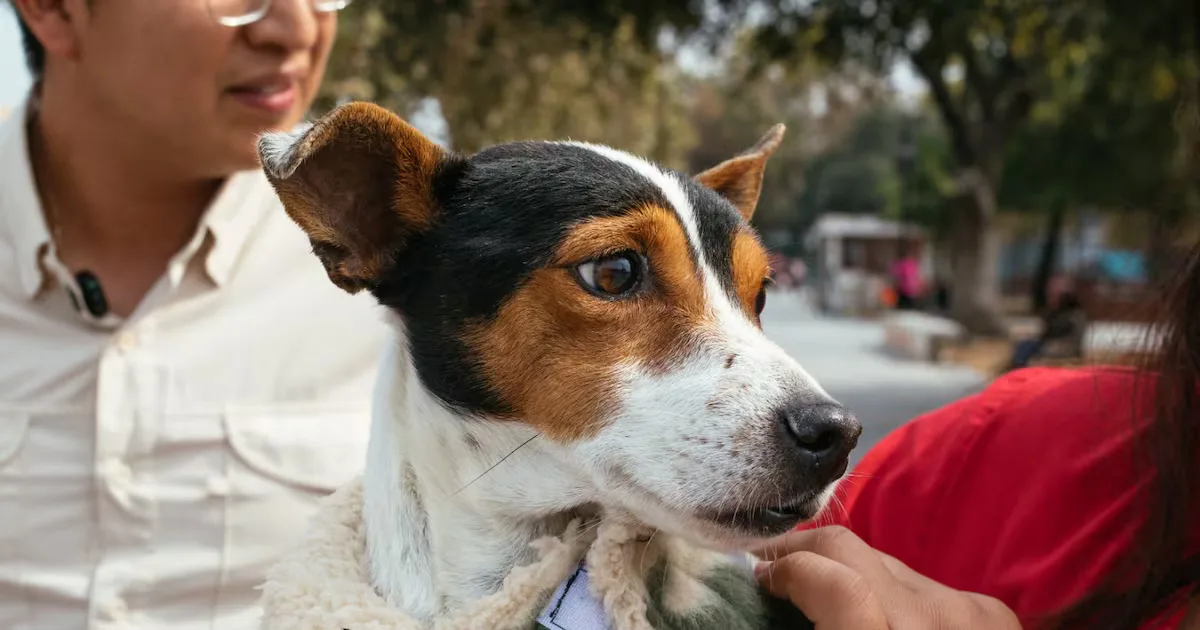 "Recomendaciones de cuidado para mascotas en invierno en Nuevo León."