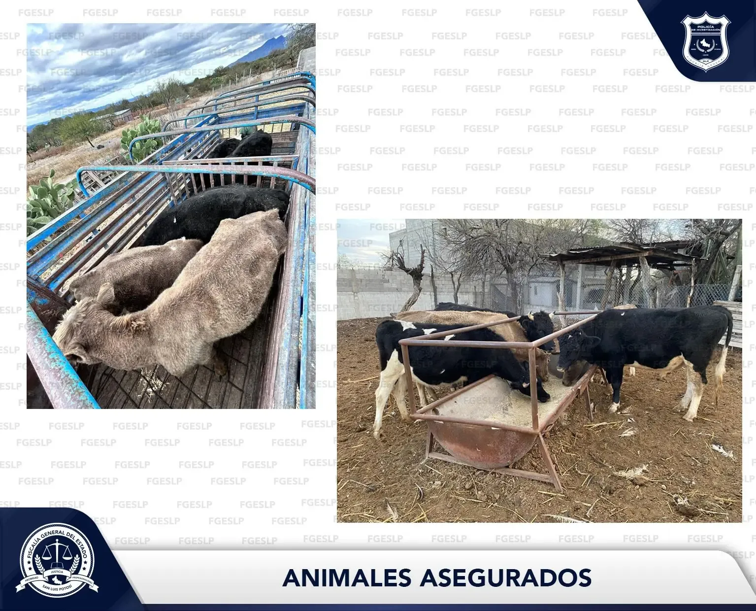 Recuperación de reses robadas en el Altiplano potosino por la Fiscalía de San Luis Potosí.