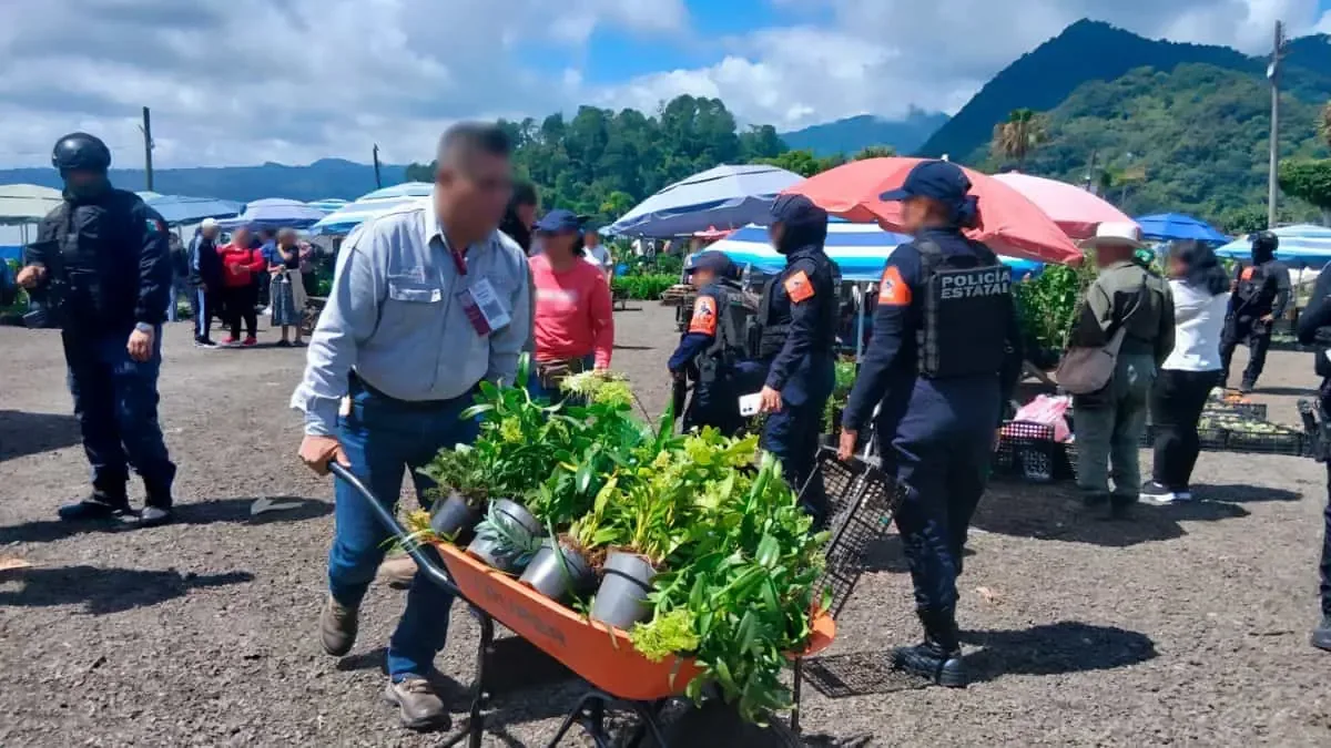 La recuperación de estas plantas busca combatir el comercio ilegal de especies vegetales en México.