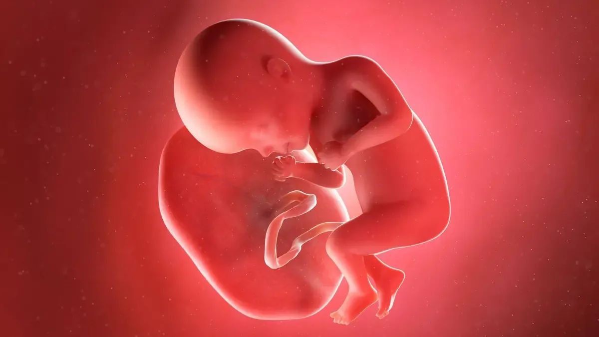 La investigación revela un mercado ilegal en crecimiento para placentas humanas con fines estéticos.