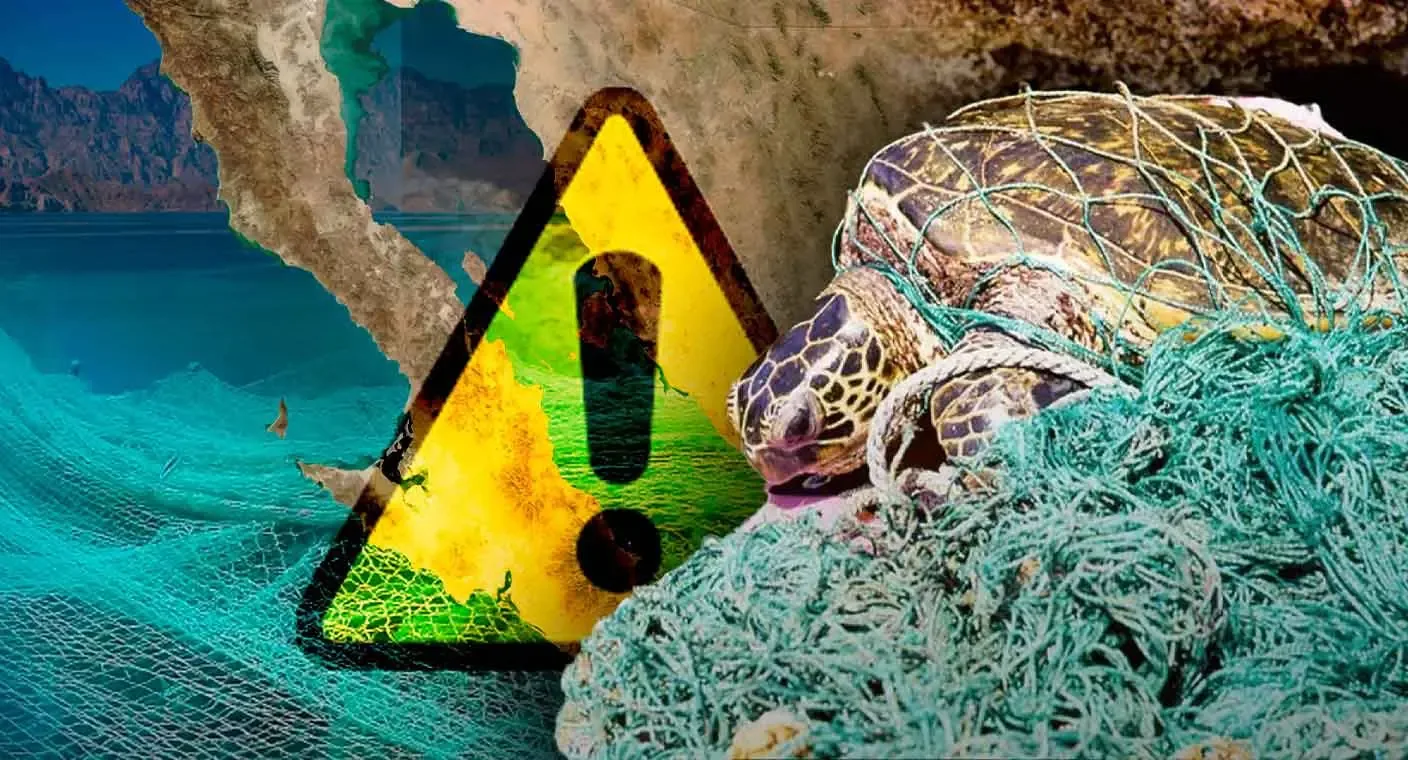 Redes de pesca fantasma en el Golfo de California afectan a especies marinas.