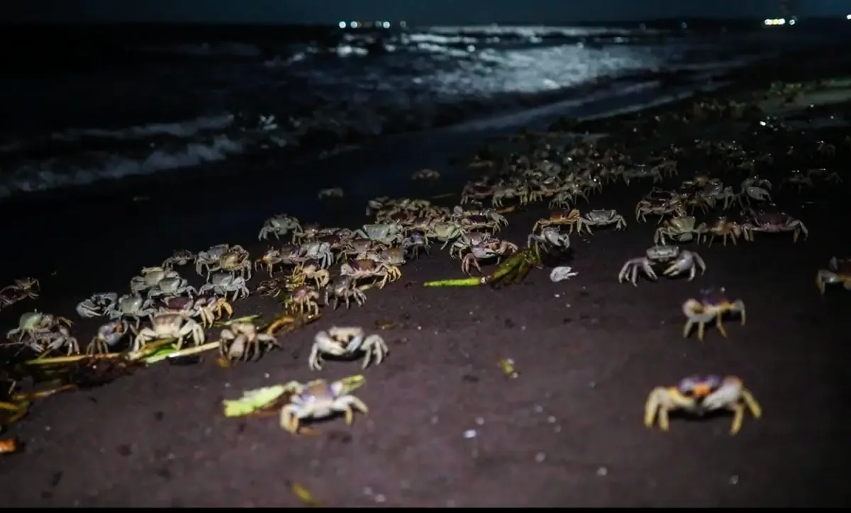 Inicia la campaña de protección al cangrejo azul con apoyo local para preservar su hábitat.