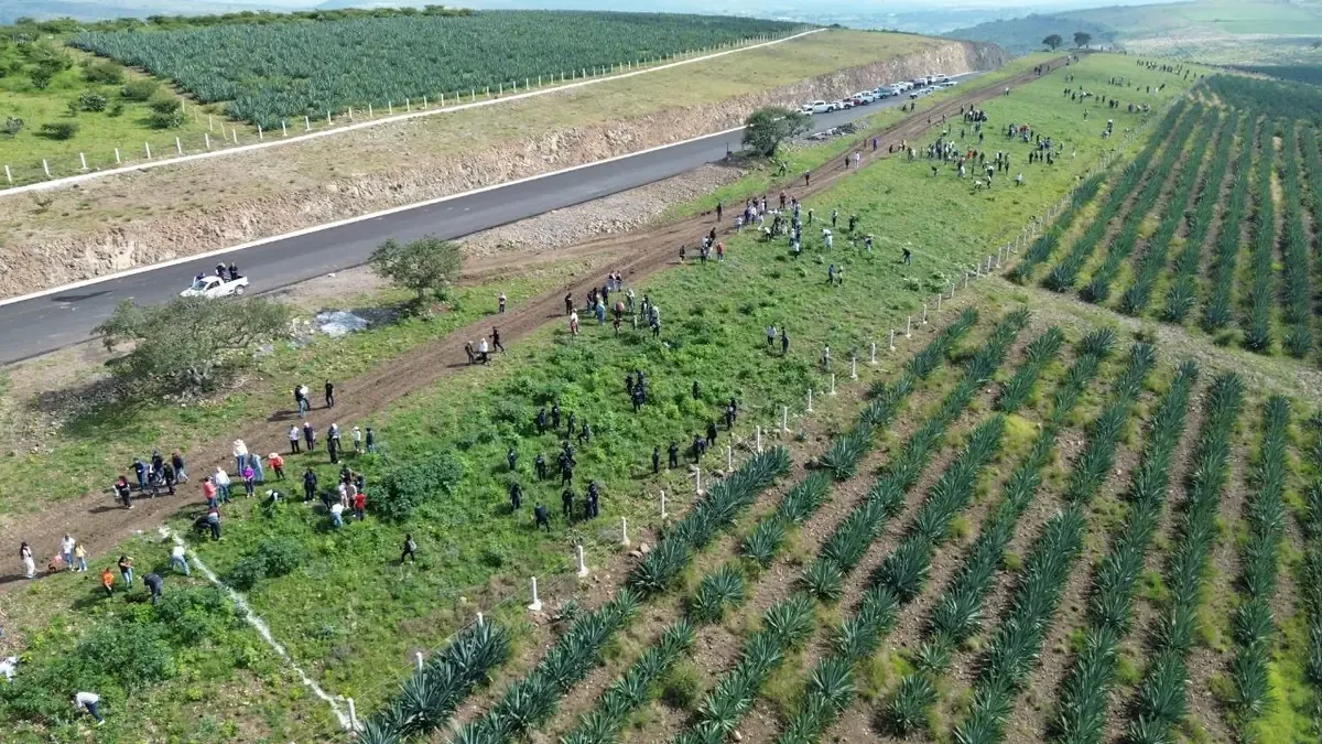 La reforestación del segundo anillo de Morelia busca mejorar el ambiente y la fauna local.