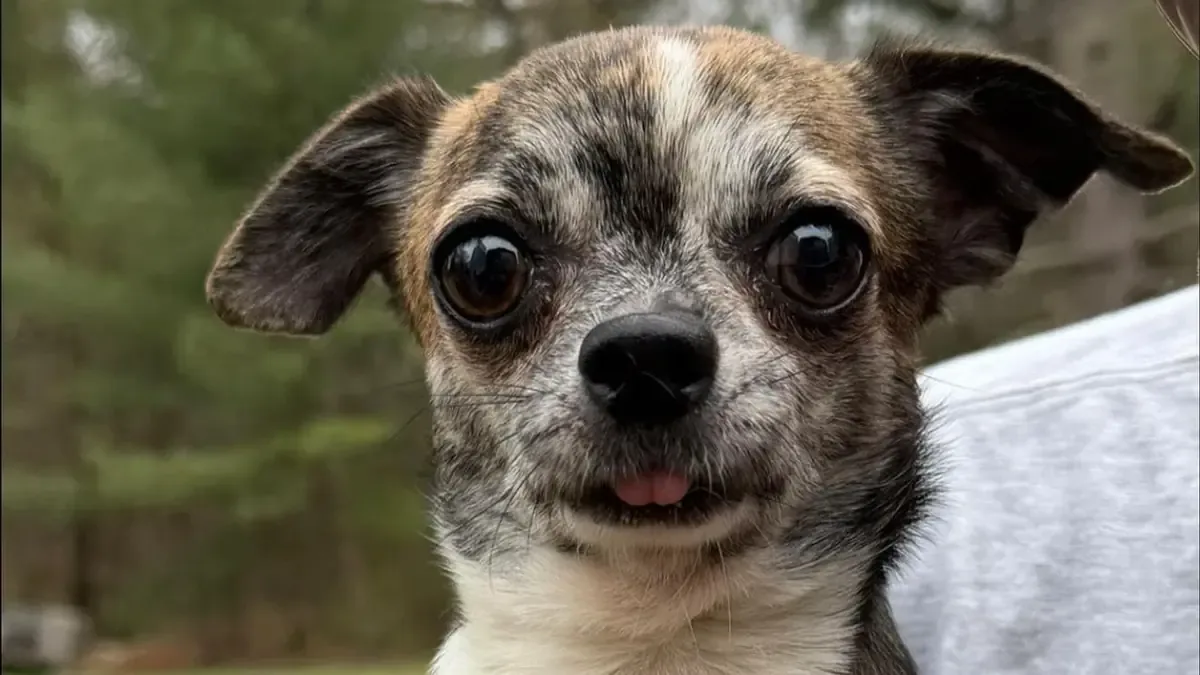 Una organización defensora de animales solicita ayuda para 15 perros pequeños.