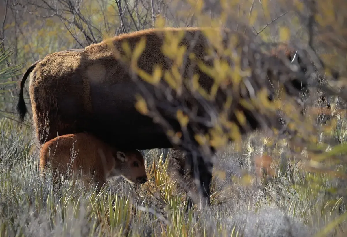 El nacimiento de bisontes en Cuatro Ciénegas marca un avance en la conservación en México.